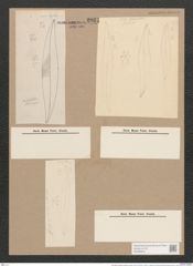 Pleurosigma angulatum strigosum (Queck.) W.Sm. (de-Toni-Nr.: Genus 13, Species 1001) Zeichnungen Sammlung Grunow Nr. 2022 (NHMW-BOT-W0368874)